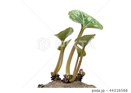 シクラメン古球根の芽吹き ( fix撮影 ) シクラメン古球根の芽吹き ( fix撮影 ) 44316566