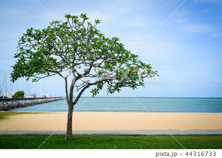 The lonely green tree. 44316733