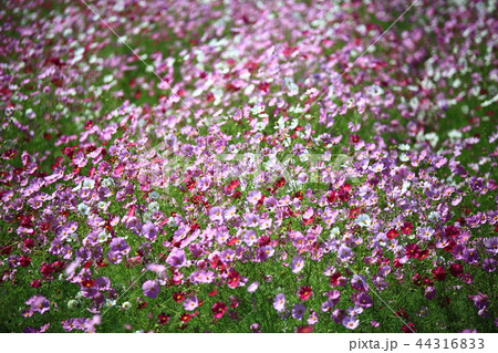 風景 故郷 美しさ 44316833