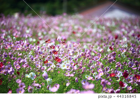 風景 故郷 美しさ 44316845