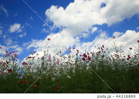 風景 故郷 美しさ 44316869