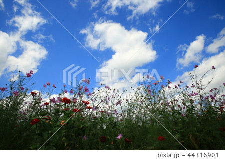 風景 故郷 美しさ 44316901