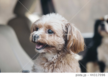 車の中で笑っている犬/チワプー 車の中で笑っている犬/チワプー 44317096