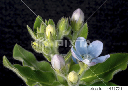 ブルースター ブルースター 44317214