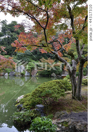 仙洞御所 南池 紅葉 仙洞御所 南池 紅葉 44317310