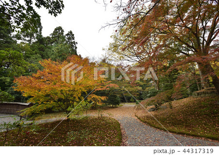 仙洞御所 南池 紅葉 仙洞御所 南池 紅葉 44317319