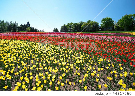満開のチューリップ畑 満開のチューリップ畑 44317566