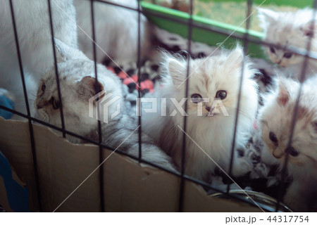 Little homeless kitten 44317754