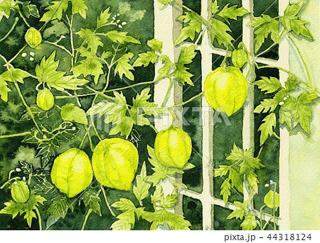 フーセンカズラ 植物 フーセンカズラ 植物 44318124