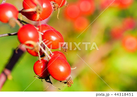 バラの実・ローズヒップ バラの実・ローズヒップ 44318451