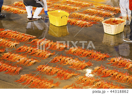 ベニズワイガニ（新湊漁港の昼セリ見学） 44318862