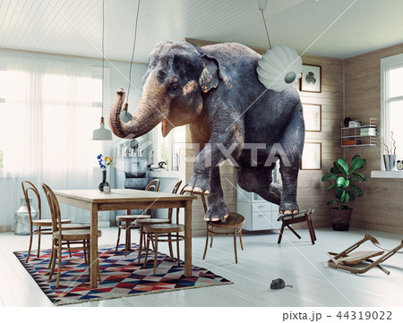 the elephant and the mouse the elephant and the mouse 44319022