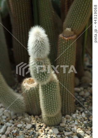 奇跡の星の植物館のサボテン 奇跡の星の植物館のサボテン 44319068
