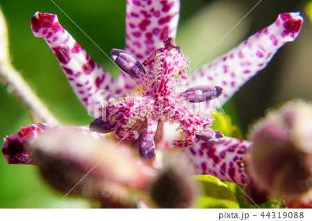 ホトトギスの花 ホトトギスの花 44319088
