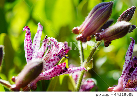 ホトトギスの花 44319089