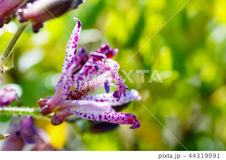 ホトトギスの花 44319091