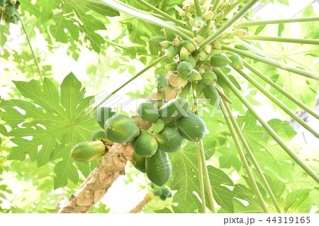 パパイヤ 44319165