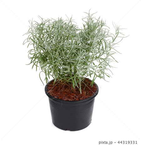 curry plant herb in a balck pot isolated on white 44319331