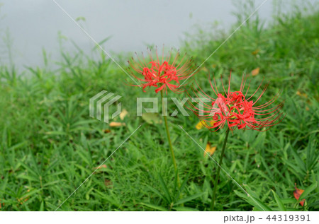 ヒガンバナ 44319391