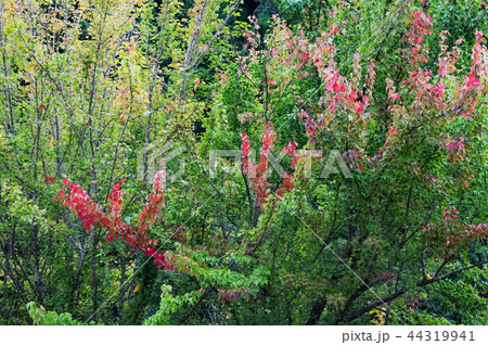 紅葉し始め 44319941