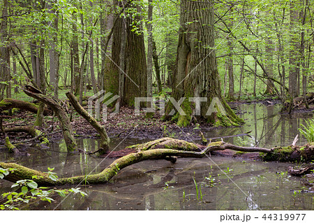 Three giant oaks in natural forest 44319977