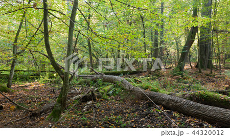 Old oak trees broken lying Old oak trees broken lying 44320012