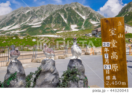 日本百名山、立山室堂平(富山県中新川郡立山町)※作品コメント欄に撮影位置あり 日本百名山、立山室堂平(富山県中新川郡立山町)※作品コメント欄に撮影位置あり 44320043