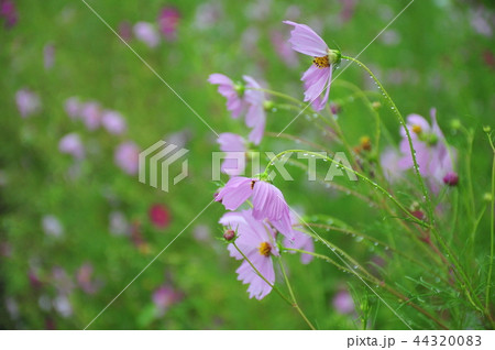 雨の中で咲く　　雨中凛と咲く　雨の有花畑 44320083