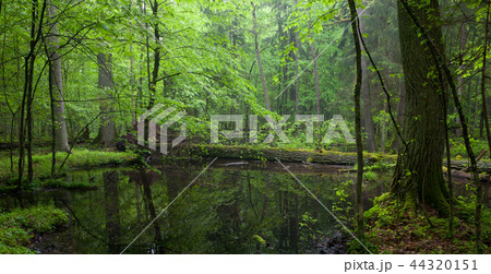 Moss wraped oak trees lying in water Moss wraped oak trees lying in water 44320151