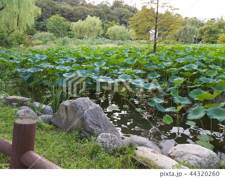 湖 蓮の葉 フル 44320260