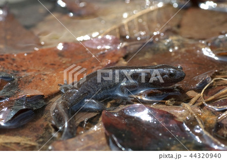 トウキョウサンショウウオ 44320940