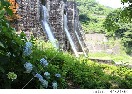 アジサイと豊稔池ダムのある初夏景色 44321360