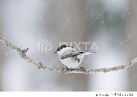 ハシブトガラ　札幌市 44321552