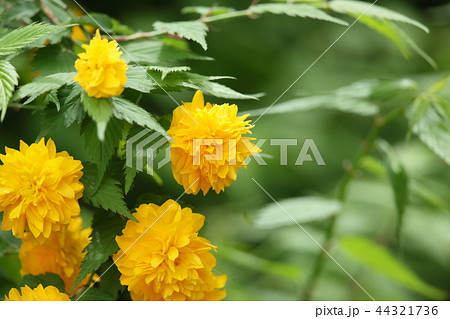 ヤエヤマブキ 44321736