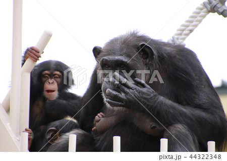 チンパンジー　チンパンジーの親子　ポーズをとるチンパンジー 44322348