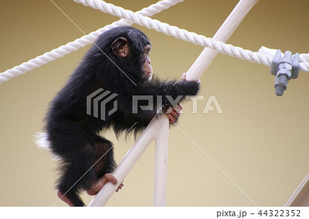 チンパンジー チンパンジーの子供 可愛いチンパンジーの写真素材