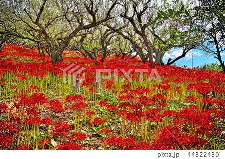 彼岸花 嶺岳寺 彼岸花 嶺岳寺 44322430
