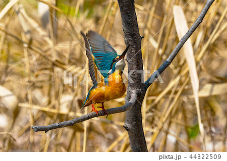 水辺のブルーインパルス 水辺のブルーインパルス 44322509