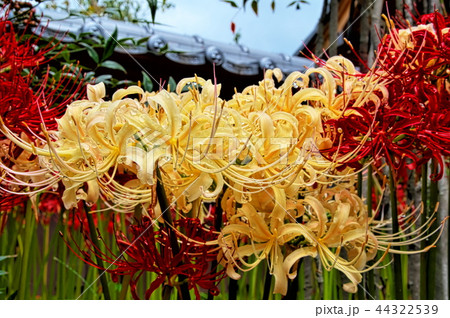 彼岸花　嶺岳寺 44322539