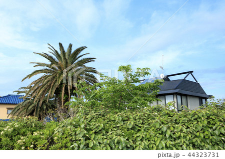 小和田湾 小和田湾 44323731