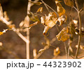 枯れ葉 44323902