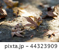 落ち葉 44323909