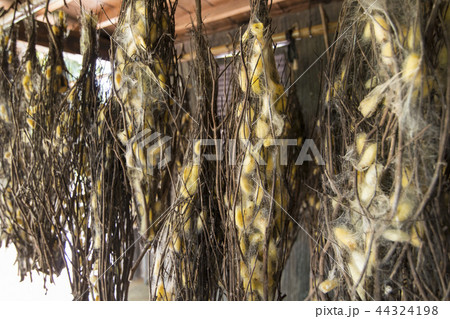 CAMBODIA PHNOM PENH SILK ISALND PRODUCTION 44324198
