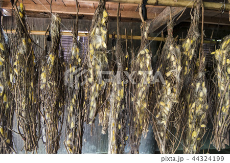 CAMBODIA PHNOM PENH SILK ISALND PRODUCTION 44324199