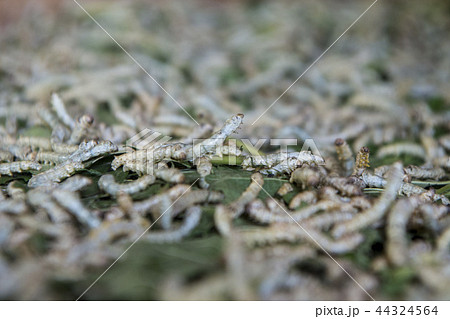 CAMBODIA PHNOM PENH SILK ISALND PRODUCTION 44324564