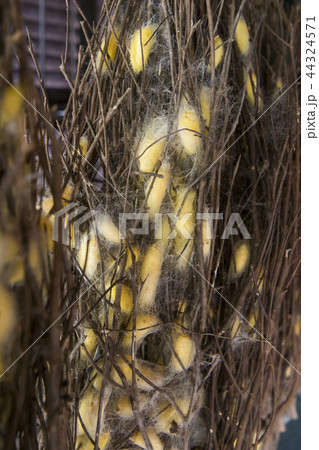 CAMBODIA PHNOM PENH SILK ISALND PRODUCTION CAMBODIA PHNOM PENH SILK ISALND PRODUCTION 44324571
