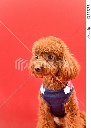 トイプードルの横顔の写真素材 トイプードルの横顔の写真素材