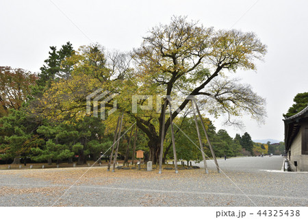 京都御苑 清水谷の椋 京都御苑 清水谷の椋 44325438