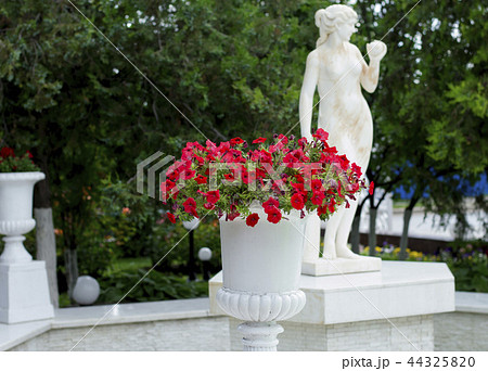 Petunia in a white flowerpot at the statue Petunia in a white flowerpot at the statue 44325820