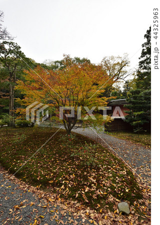 仙洞御所 南池 紅葉 仙洞御所 南池 紅葉 44325963